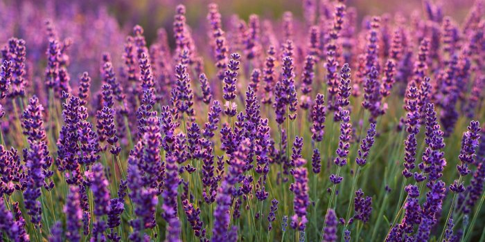3000x2000 Wallpaper Lavender fields, Lavender farm, Purple, HD, Flowers