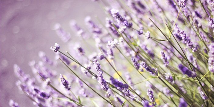 1920x1200 Lavender Flower Backgrounds Group (48+)