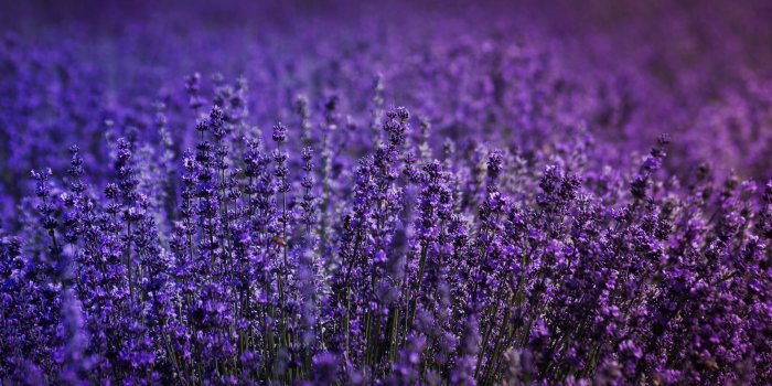 6015x3426 Lavender Field 5k, HD Flowers, 4k Wallpapers, Images, Backgrounds