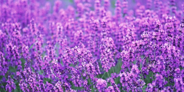 2560x1600 Best 50+ Lavender Background on HipWallpaper | Lavender Flower