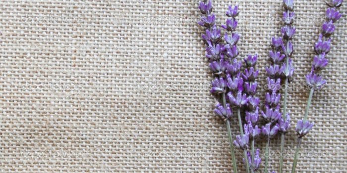 1024x928 Free download Lavender Flowers Wallpapers HD Freetopwallpapercom
