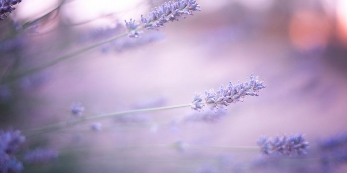 1920x1200 HD Lavender Flower Backgrounds PixelsTalk Lavender Wallpapers