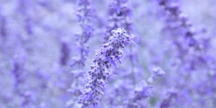 1920x1200 43+ Lavender Background