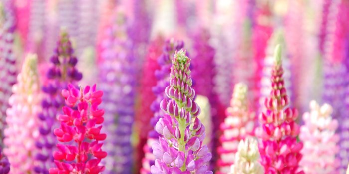 1920x1080 Lavender wallpaper - Flower wallpapers - #18747