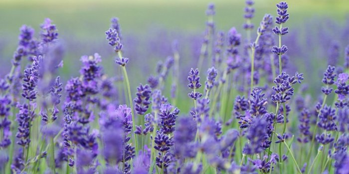 1600x1200 Download wallpaper 1600x1200 lavender, flowers, field, blurred