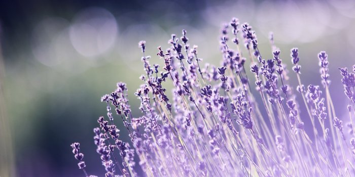5120x2880 Wallpaper lavender, flowers, 5k, Nature #16532