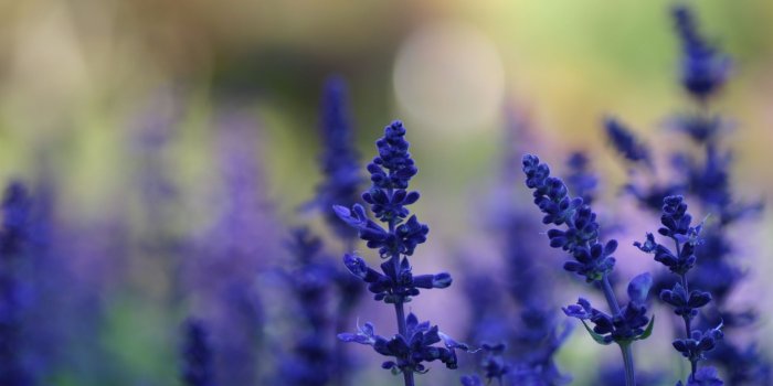 2560x1600 HD Lavender Wallpaper #6866097