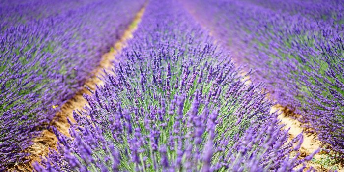 5120x3200 lavender wallpaper 92 - 5120x3200 pixel - WallpaperPass