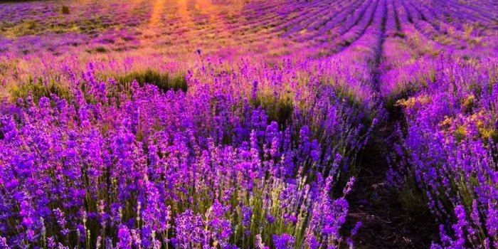 1080x1920 Lavender Wallpaper New 65 Natural iPhone Wallpapers for the Nature