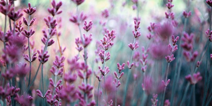 2560x1600 lavender-wallpaper-hd-21775-22318-hd-wallpapers – G. Wathall & Son Ltd