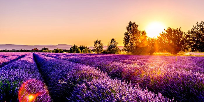 3840x2160 Lavender 4K wallpapers for your desktop or mobile screen free and