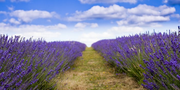 5120x2880 Wallpaper lavender, 5k, 4k wallpaper, 8k, field, flowers, sky