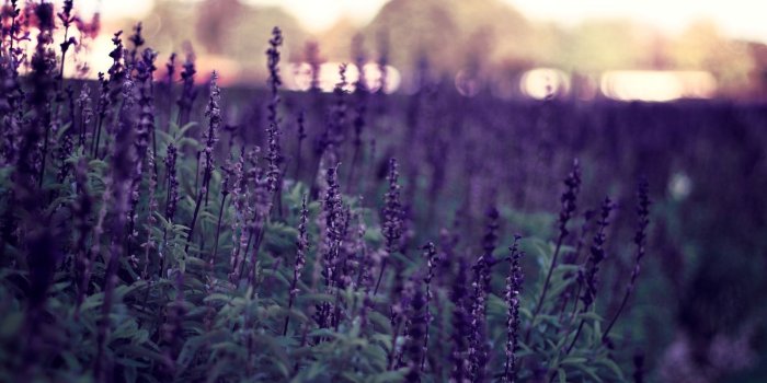 1920x1200 Lavender Flowers Ultra HD Desktop Background Wallpaper for 4K UHD