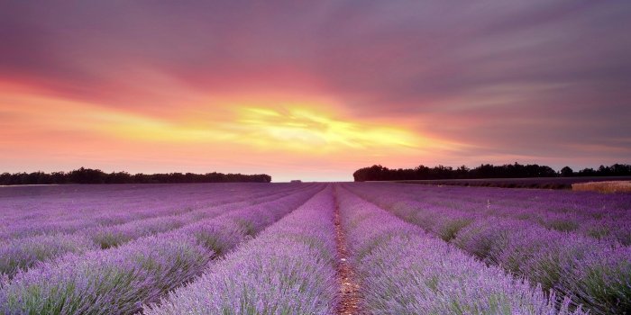 3840x2160 Lavender wallpapers 3840x2160 Ultra HD 4k desktop backgrounds