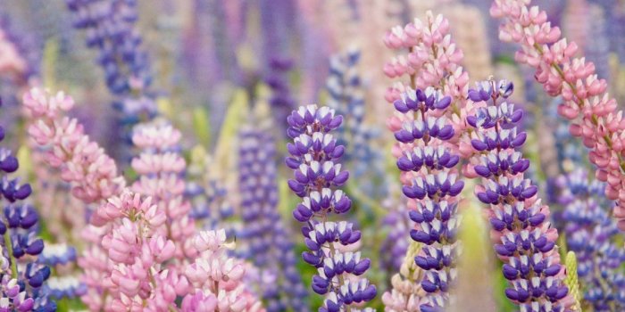 1125x2436 Best lavender iPhone X Wallpapers HD - iLikeWallpaper