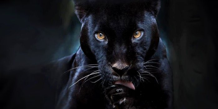 1024x768 Panther Wallpaper New Panther Hd Wallpaper Wallpapers for Pc & Mac This  Week - Left of The Hudson