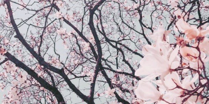 736x1308 Pastel Pink Wallpaper Iphone - 736x1308 Wallpaper - teahub.io