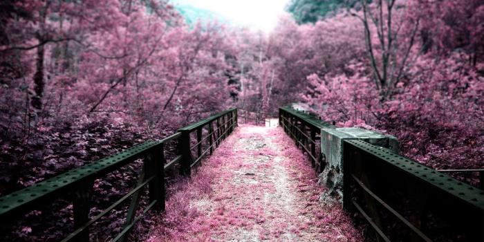 2560x1600 Japanese Sakura Wallpapers - Top Free Japanese Sakura Backgrounds -  WallpaperAccess