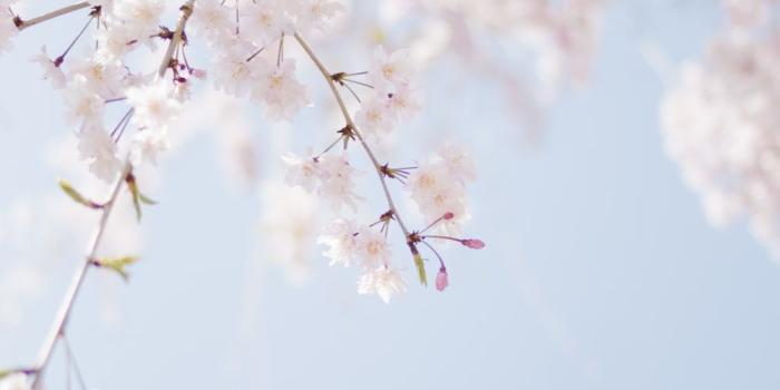 1000x1500 Cherry Blossom Wallpapers: Free HD Download [500+ HQ] | Unsplash
