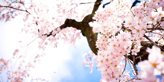 1920x1080 Sakura Flower Wallpapers
