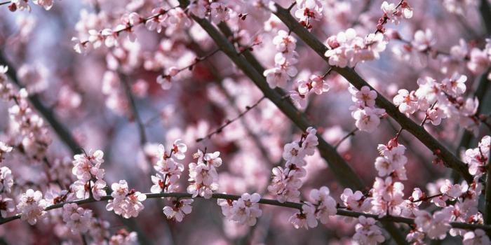 1920x1080 Wallpapers Sakura HD 1920×1080 HD Wallpapers