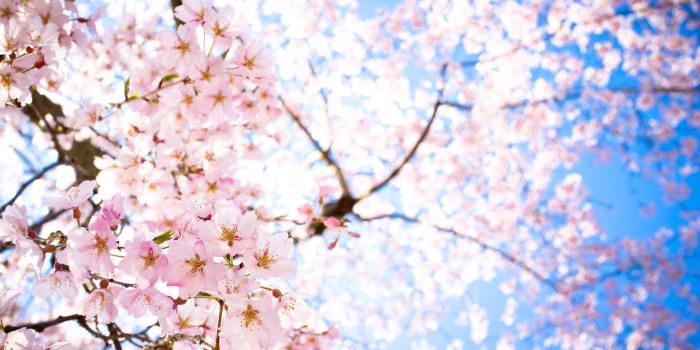 4159x2763 Sakura Wallpapers