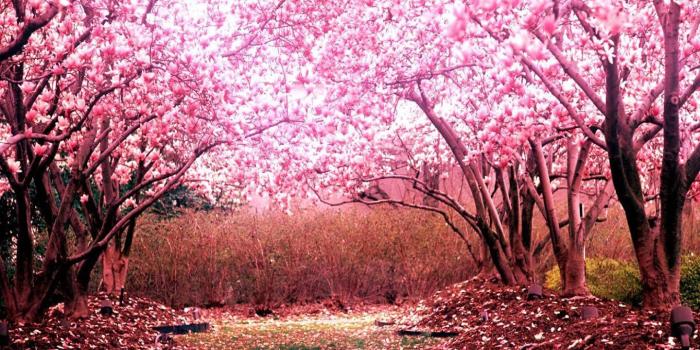 1440x900 Sakura Wallpaper for Android - APK Download