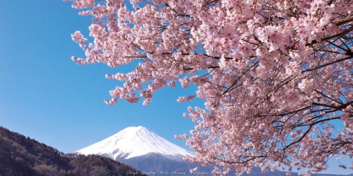 1244x700 Sakura wallpaper | 1920x1080 | 1063094 | WallpaperUP