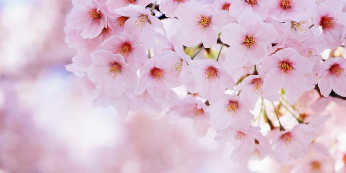 2880x1800 Sakura Wallpaper-1 [2880x1800]