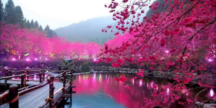 1920x1080 Free download Sakura Wallpapers Images Photos Pictures Backgrounds  [1920x1080] for your Desktop, Mobile & Tablet | Explore 70+ Sakura  Background | Sakura Flower Wallpaper, Cardcaptor Sakura Wallpaper, Sakura  Haruno Wallpaper