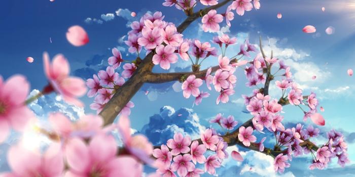 2560x1440 2560x1440 Cherry Blossom Wallpapers - Top Free 2560x1440 Cherry Blossom  Backgrounds - WallpaperAccess
