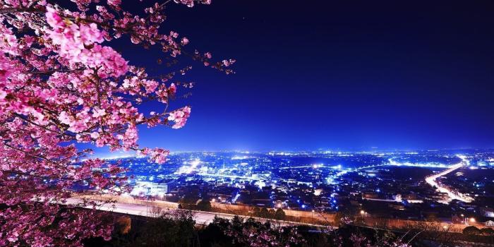 1680x1050 Wallpaper's Collection: «Sakura Wallpapers»