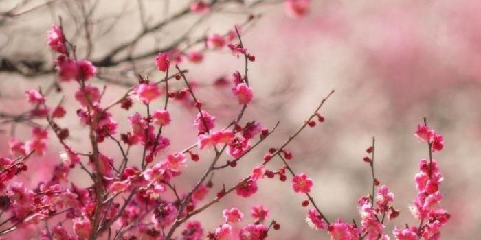 768x1024 Sakura Wallpapers For Phone