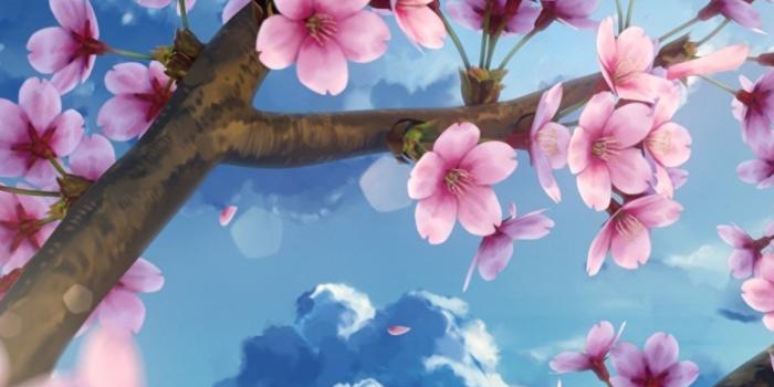 1536x2048 Download 1536x2048 Cherry Blossom, Scenic, Petals, Sky, Sakura Wallpapers  for Apple iPad Mini,Apple IPad 3,4 - WallpaperMaiden