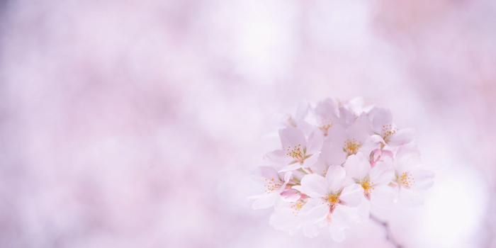 1920x1200 Sakura Wallpaper-30 [1920x1200]