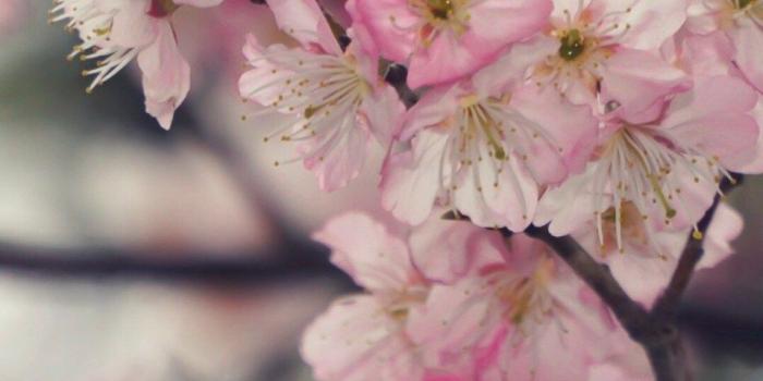 960x1708 Free Wallpapers - Tokyo Plum Blossoms (Sakura Style) • Bunnytokyo