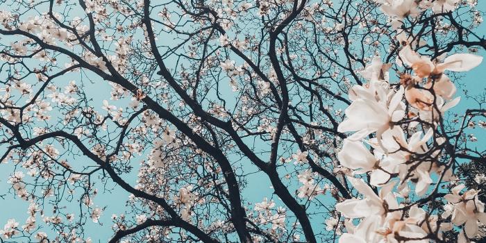 2843x3554 Cherry Blossom Wallpapers: Free HD Download [500+ HQ] | Unsplash