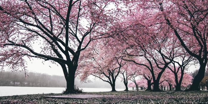 1920x1200 Japan Sakura wallpaper HD | Latest Wallpapers HD