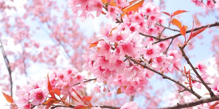 1280x853 Desktop Wallpapers Sakura Flowers Branches Flowering trees