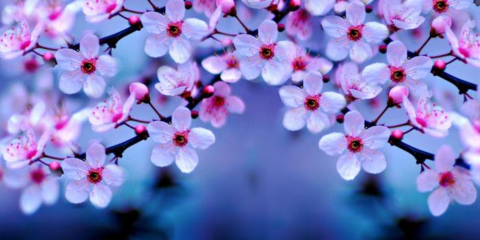 3000x1805 Cherry Blossom Wallpaper (71+ pictures)