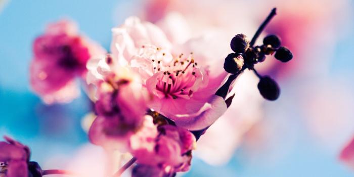 2560x1600 Sakura Wallpaper #6902921