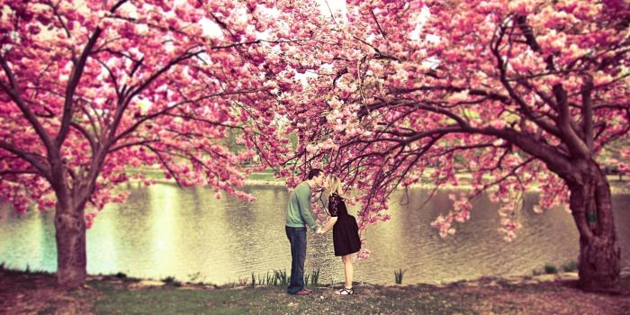 1920x1200 Sakura Wallpaper Hd