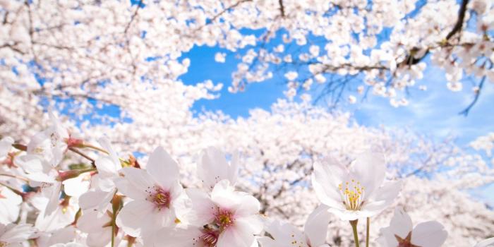 1920x1080 Sakura Wallpaper 20964 1920x1080px