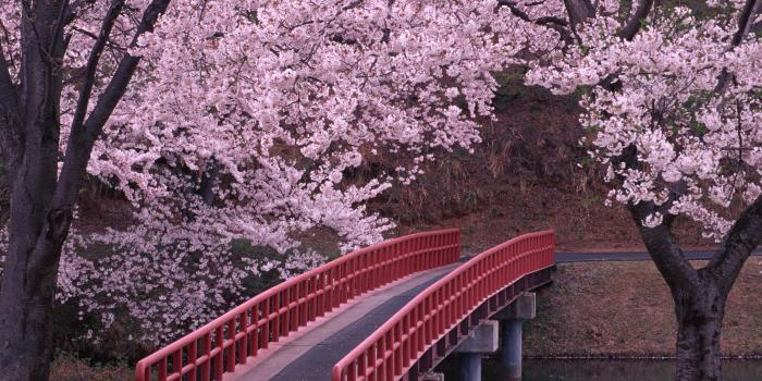 2950x2094 Sakura wallpapers, Anime, HQ Sakura pictures | 4K Wallpapers 2019