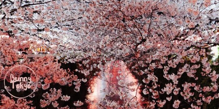 1080x1920 Eight Free Sakura Wallpapers for your phone! • Bunnytokyo