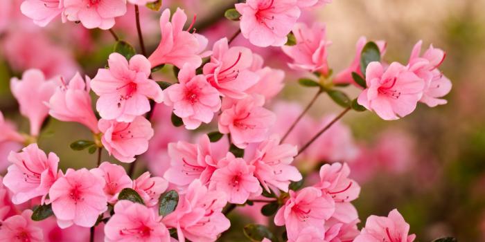 1920x1080 Sakura tree (Cherry Blossom) wallpapers HD for desktop backgrounds