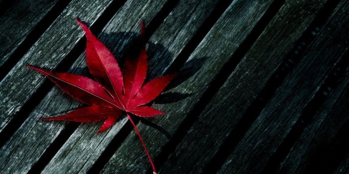 1366x768 Leave Wallpapers