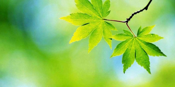 1280x1024 Leaves... | Spring wallpaper, Leaves, Spring images