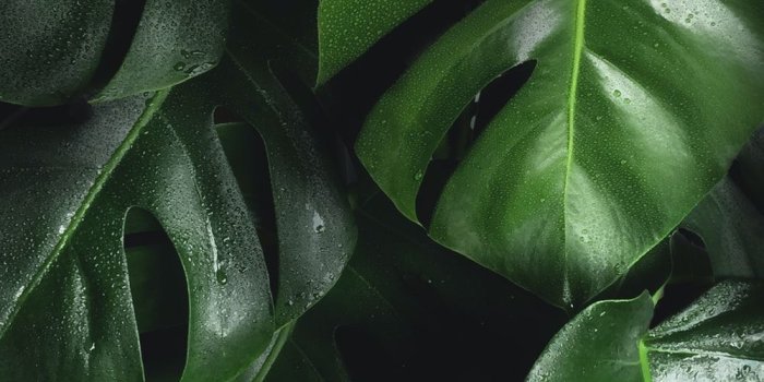 1000x1333 900+ Leaf Background Images: Download HD Backgrounds on Unsplash