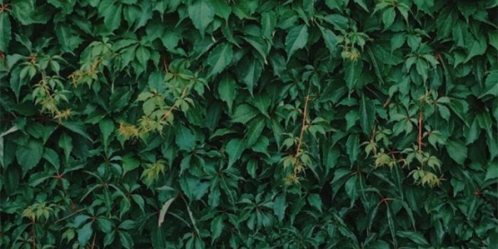 757x1346 Tropical Leaves, Botanicals, Leaf Phone Wallpaper - Idea Wallpapers ,  iPhone Wallpapers,Color Schemes